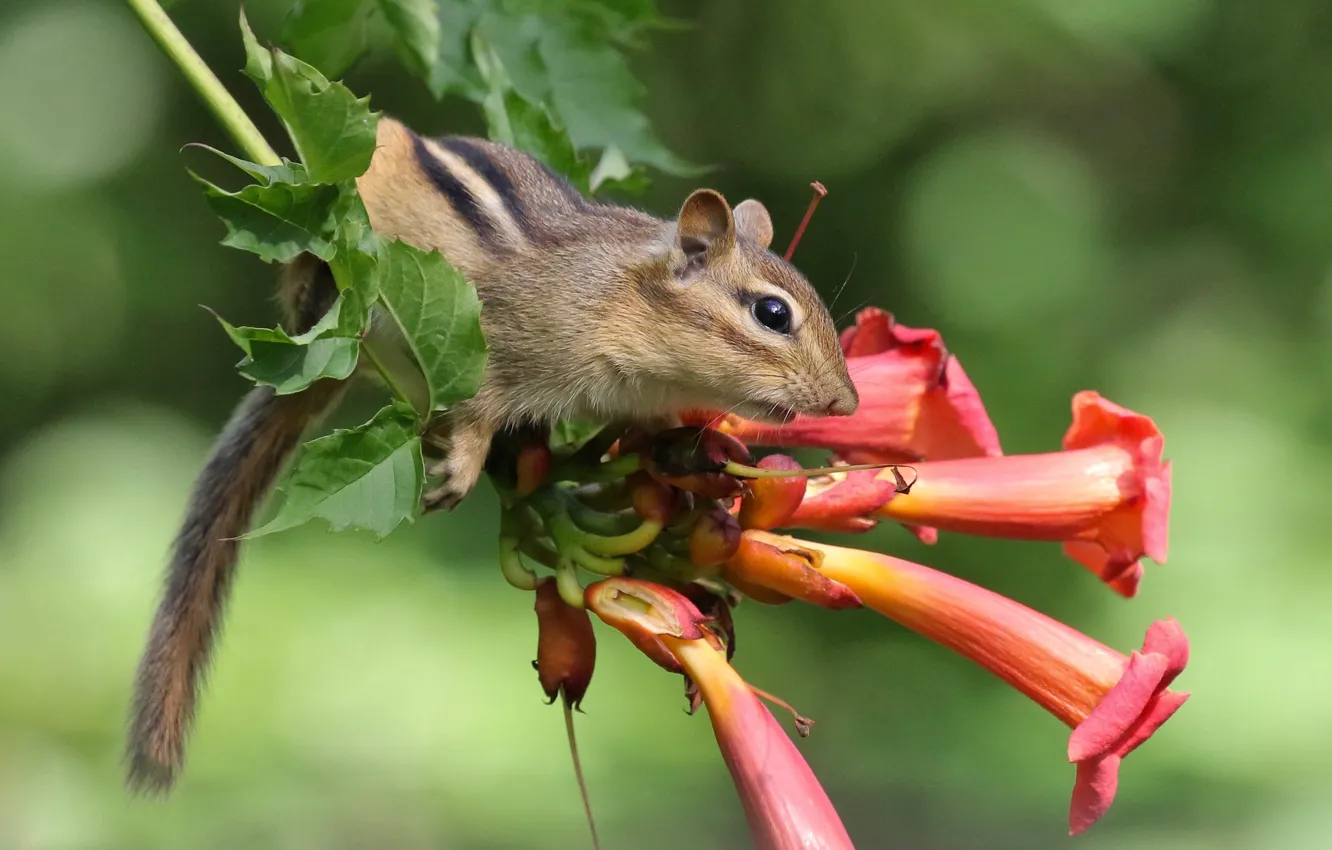 Photo wallpaper flower, rodent, Chipmunk, Campsis