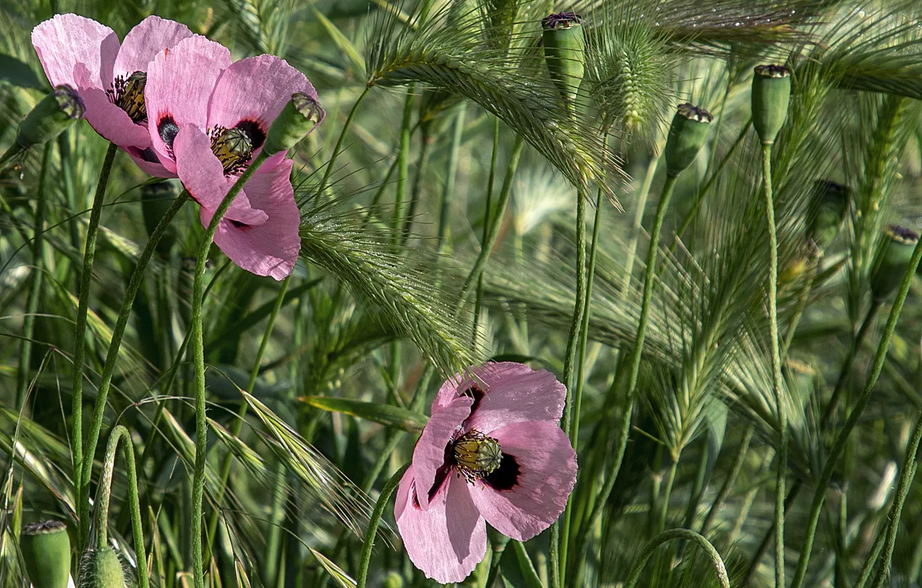 Photo wallpaper summer, flowers, nature, Maki, ears, flora, Elena Guseva