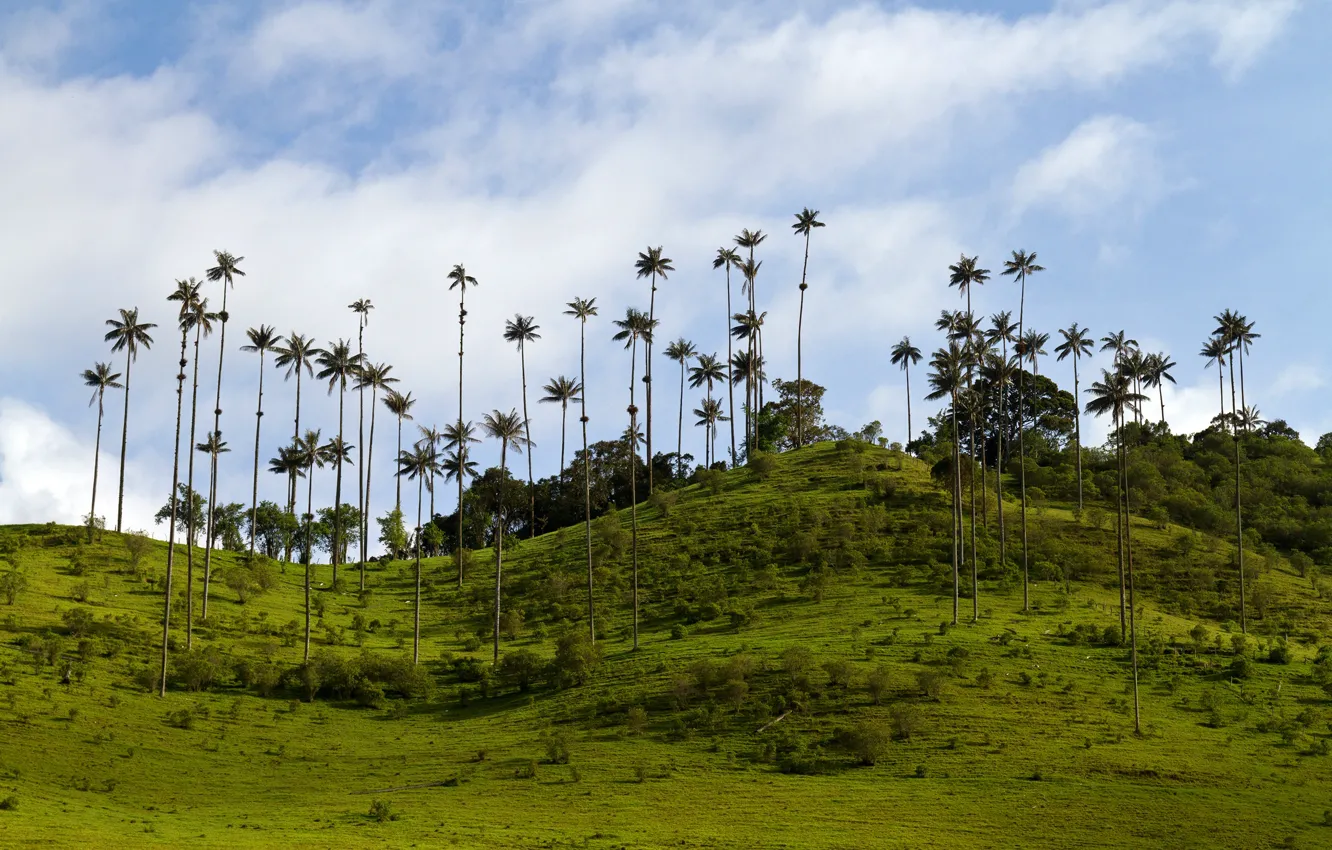Photo wallpaper greens, the sky, grass, clouds, trees, tropics, palm trees, hills