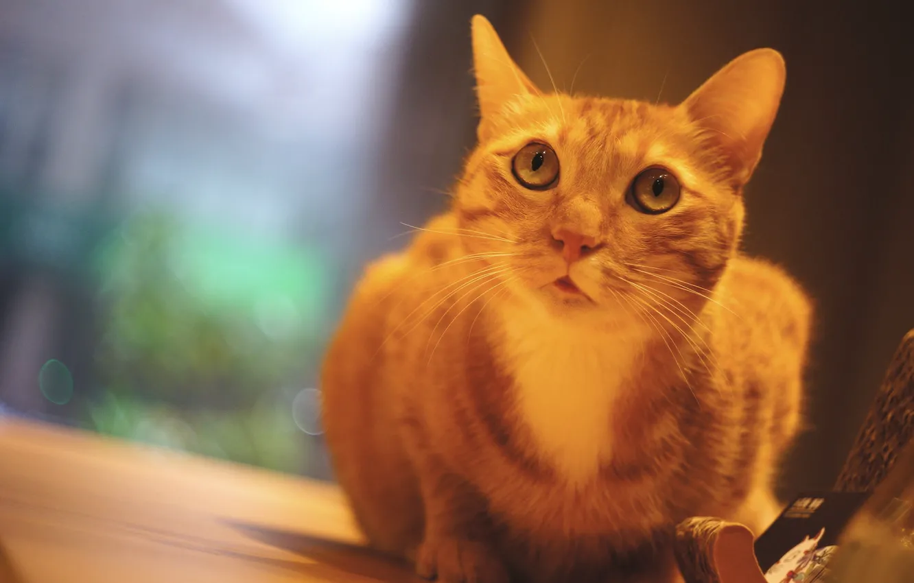 Photo wallpaper cat, eyes, cat, table, background, wall, portrait, window