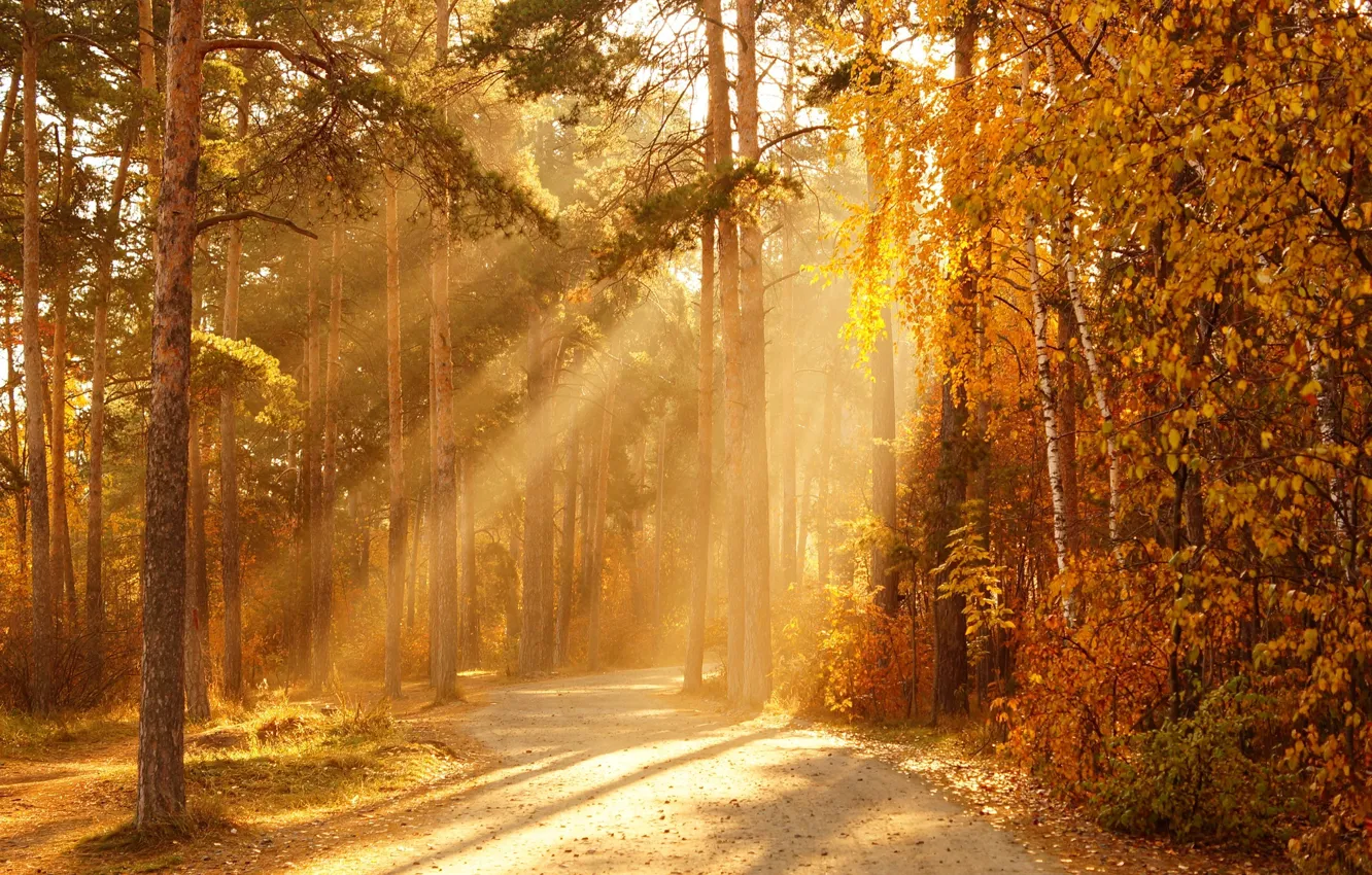 Photo wallpaper autumn, forest, the sun, rays, trees