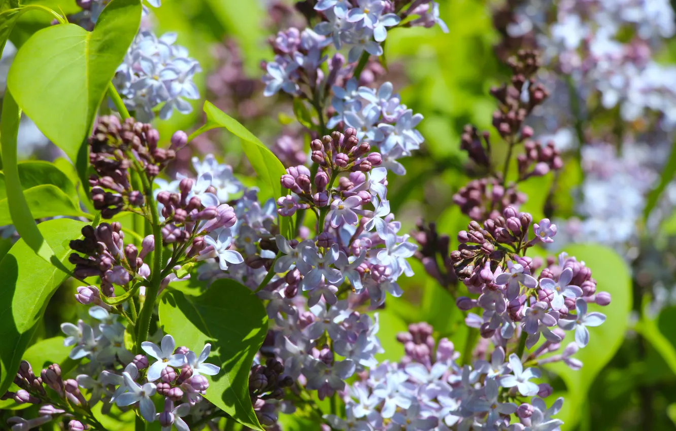 Photo wallpaper spring, lilac, blooming