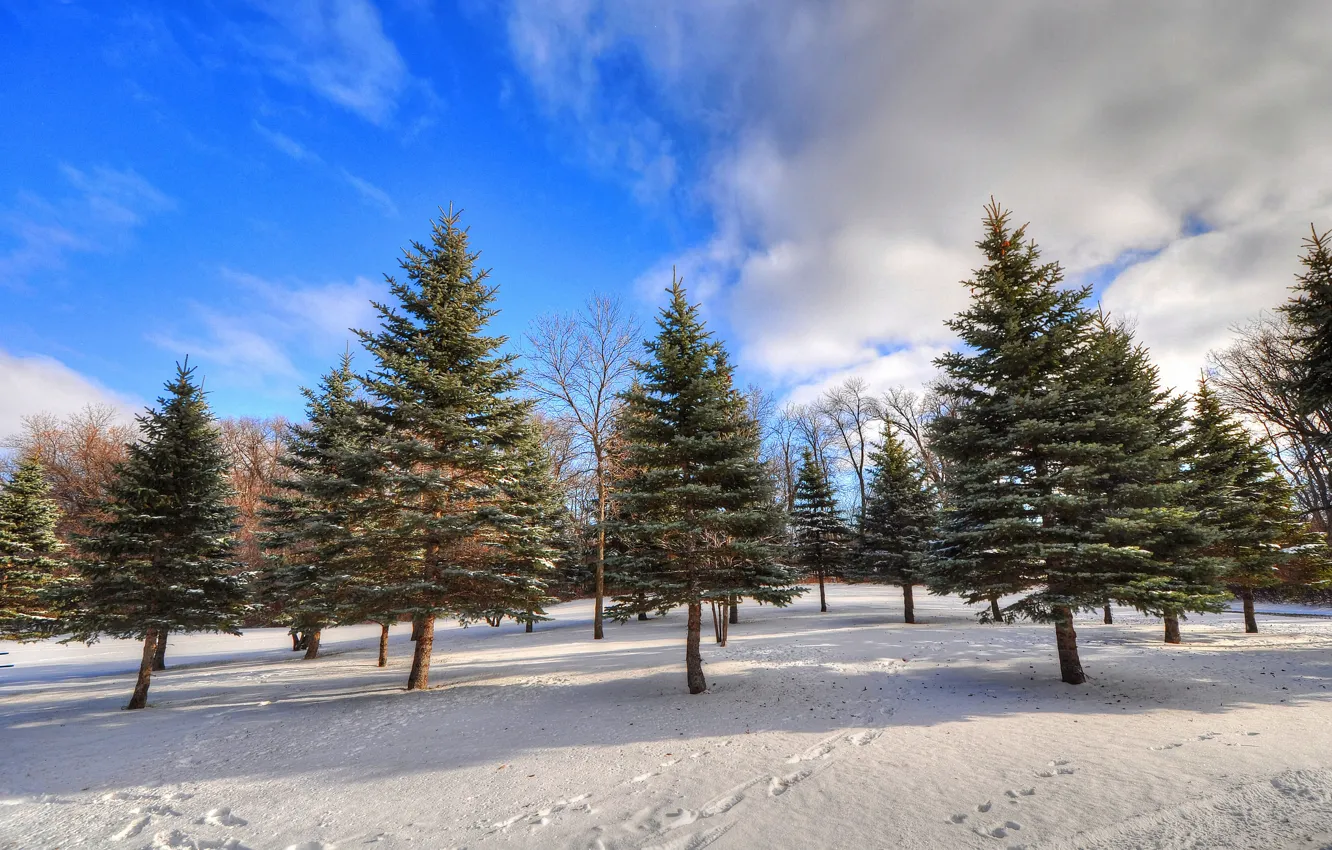 Photo wallpaper winter, forest, the sky, clouds, snow, trees, traces, spruce