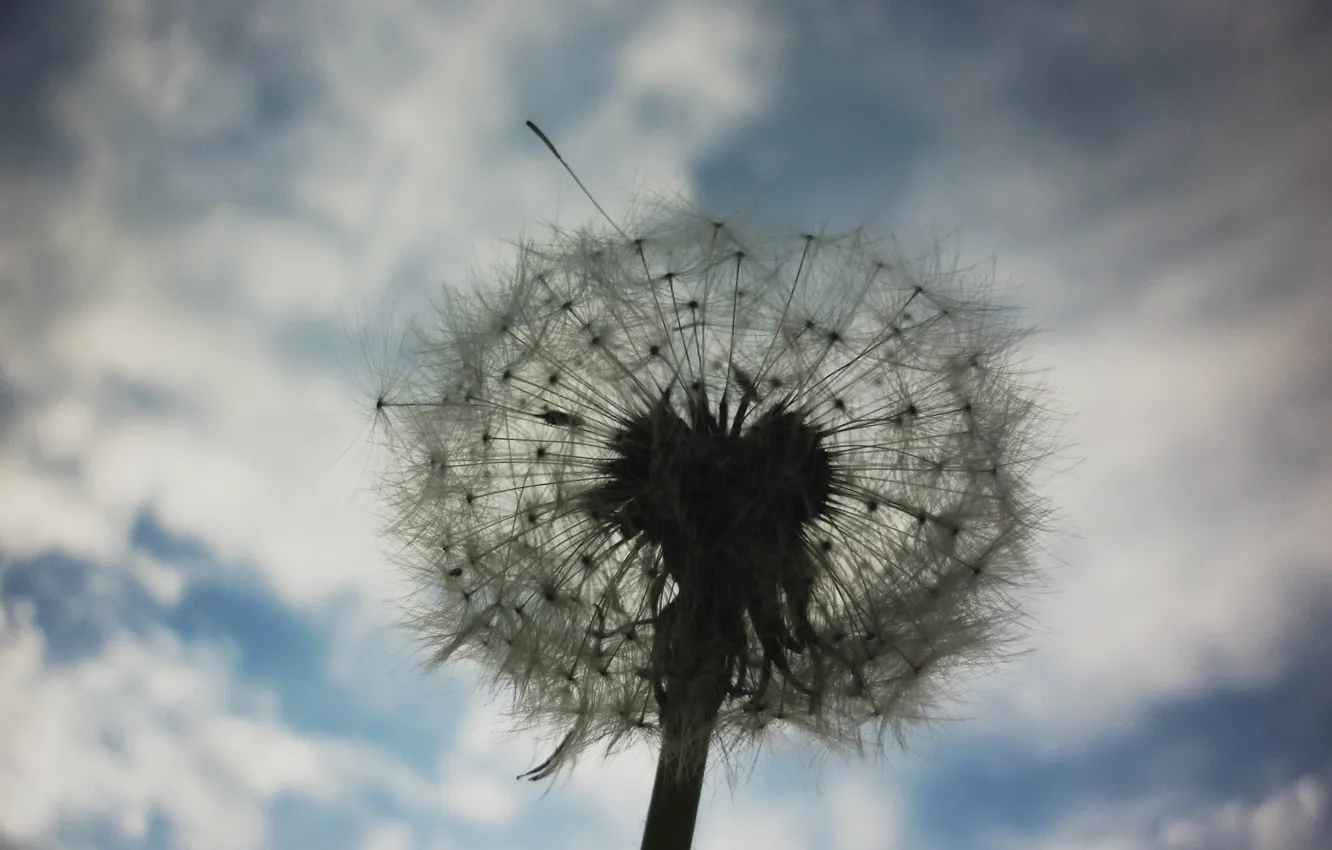 Photo wallpaper summer, the sky, dandelion