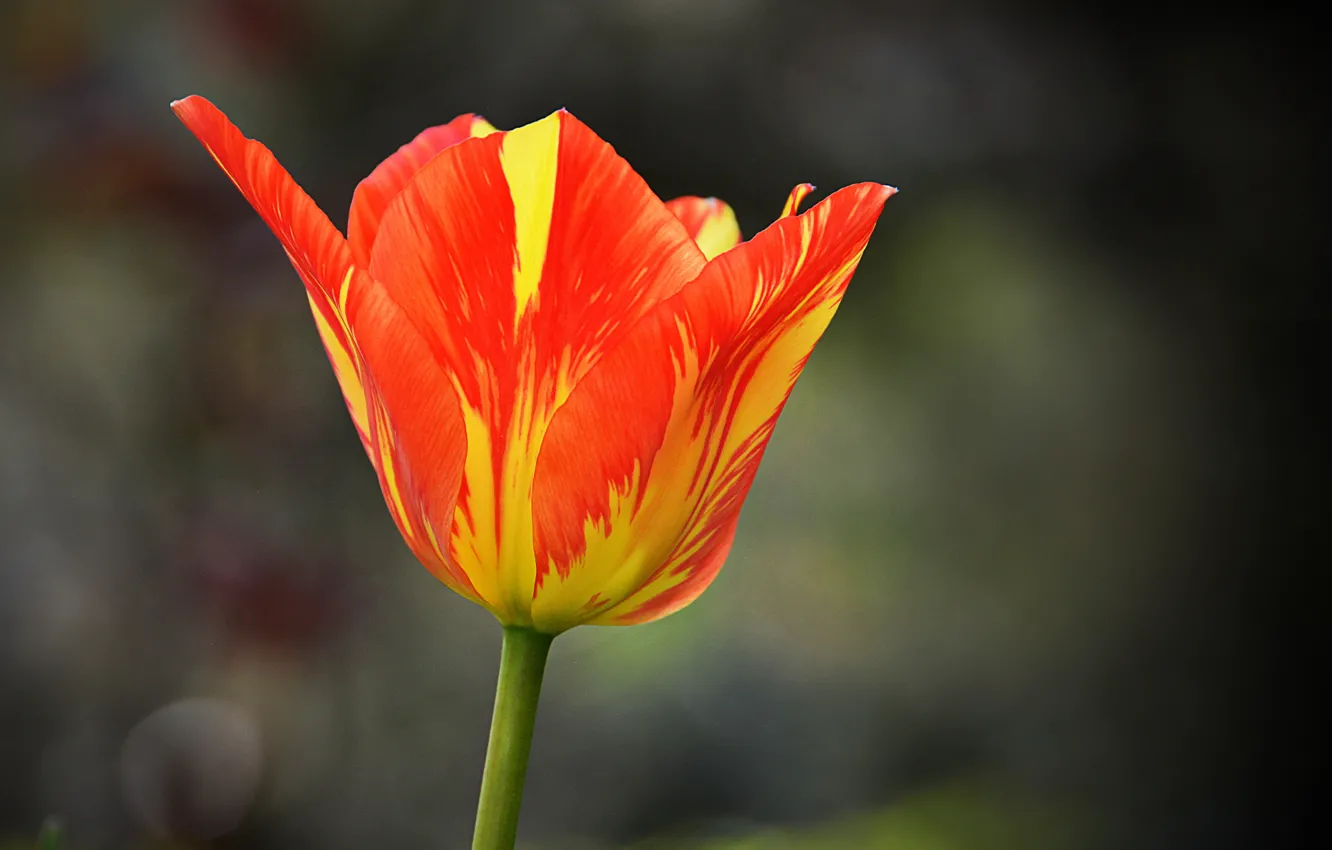 Photo wallpaper Spring, Spring, Orange Tulips, Orange Tulip