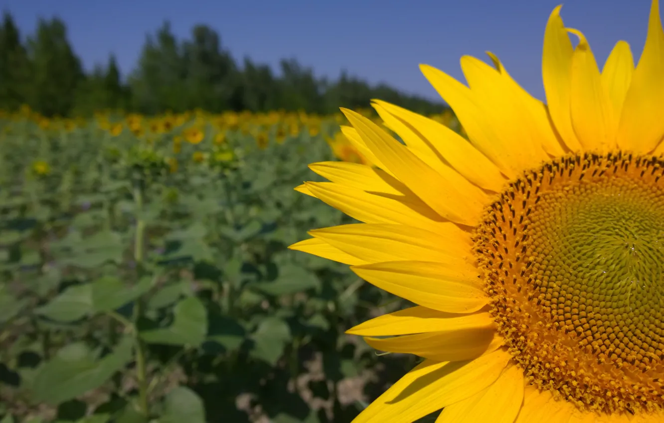 Photo wallpaper macro, sunflowers, flowers, yellow, nature