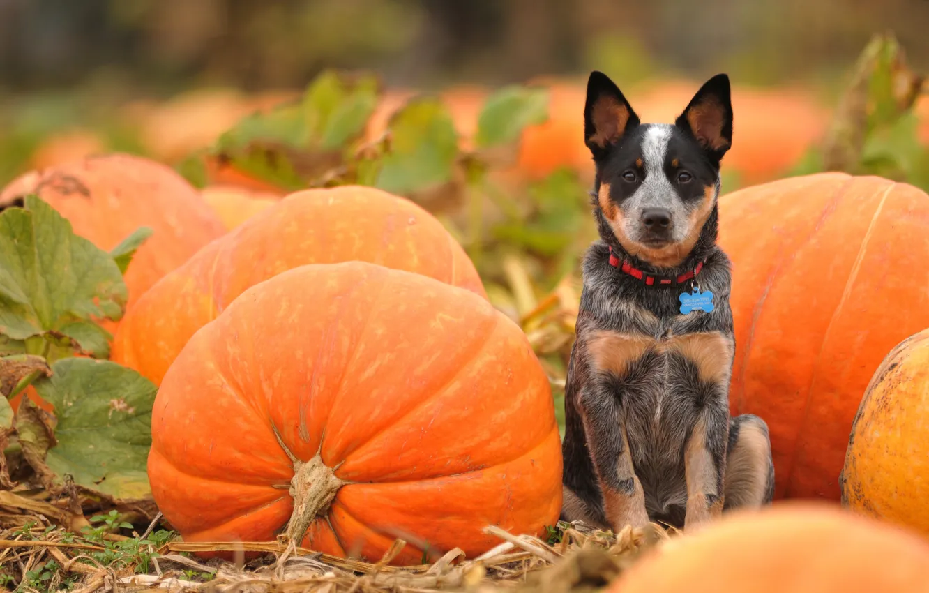 Photo wallpaper field, look, dog, pumpkin, orange