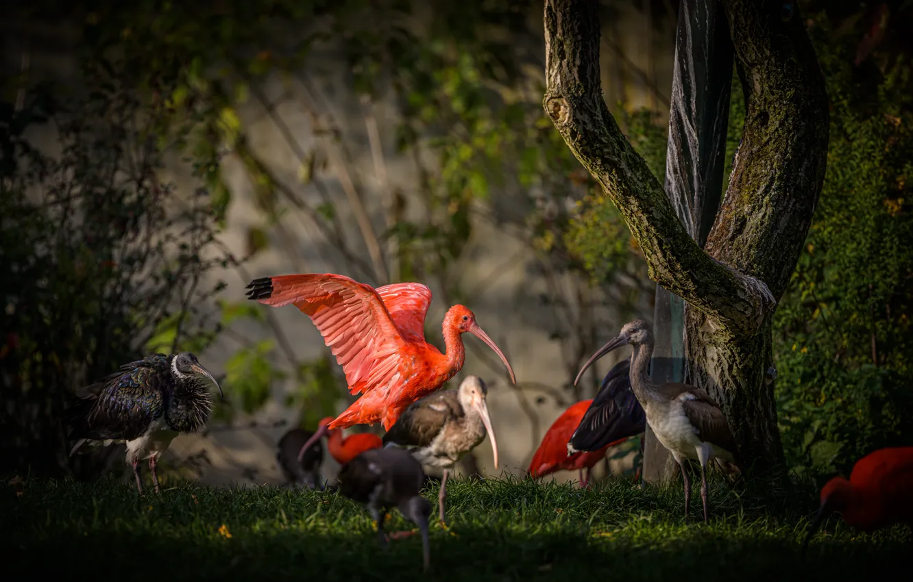Photo wallpaper forest, grass, trees, branches, red, nature, grey, bird