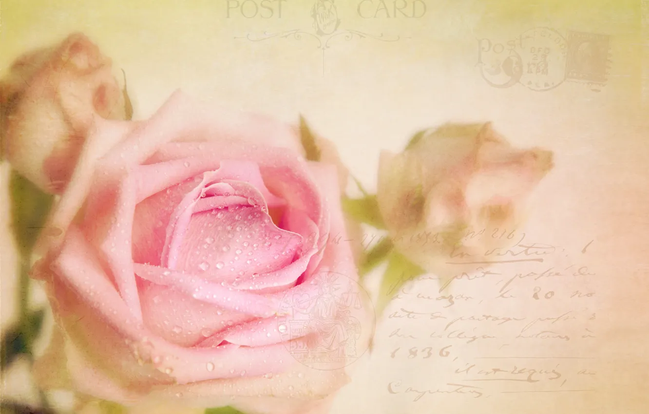 Photo wallpaper drops, rose, postcard