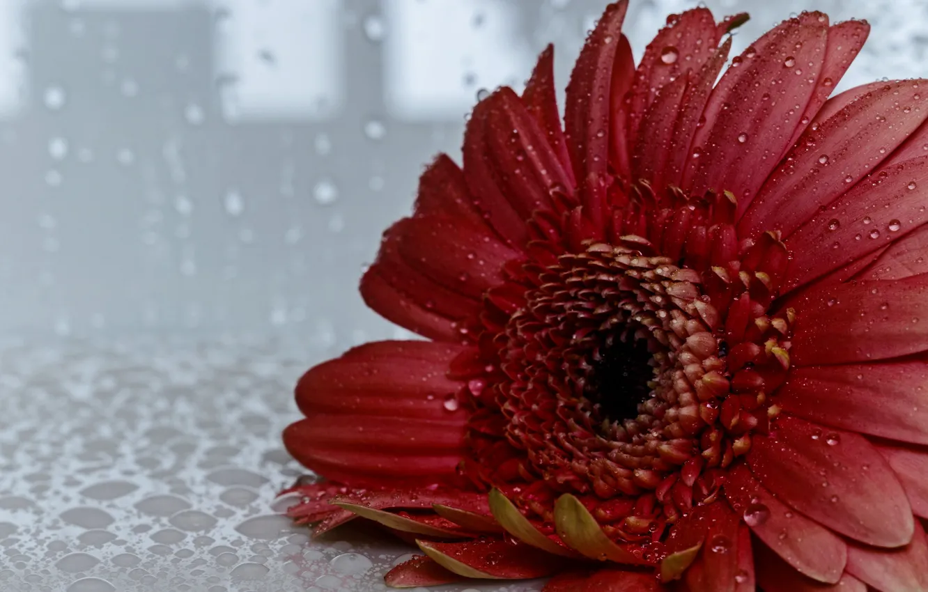 Photo wallpaper flower, drops, gerbera