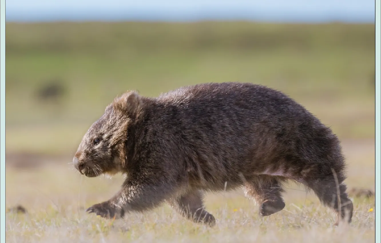 Photo wallpaper animal, animals, rodent, Rodents, wombat, wombat, step by step