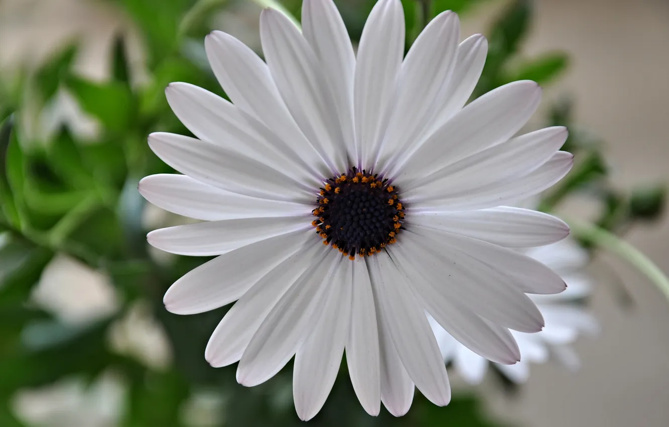 Photo wallpaper flowers, nature, petals