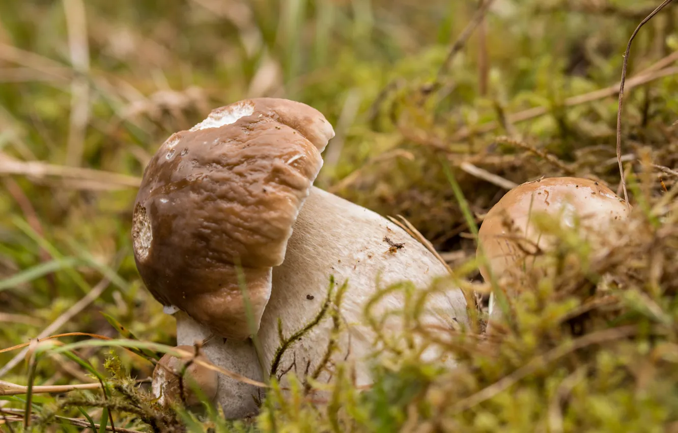 Photo wallpaper nature, background, mushrooms