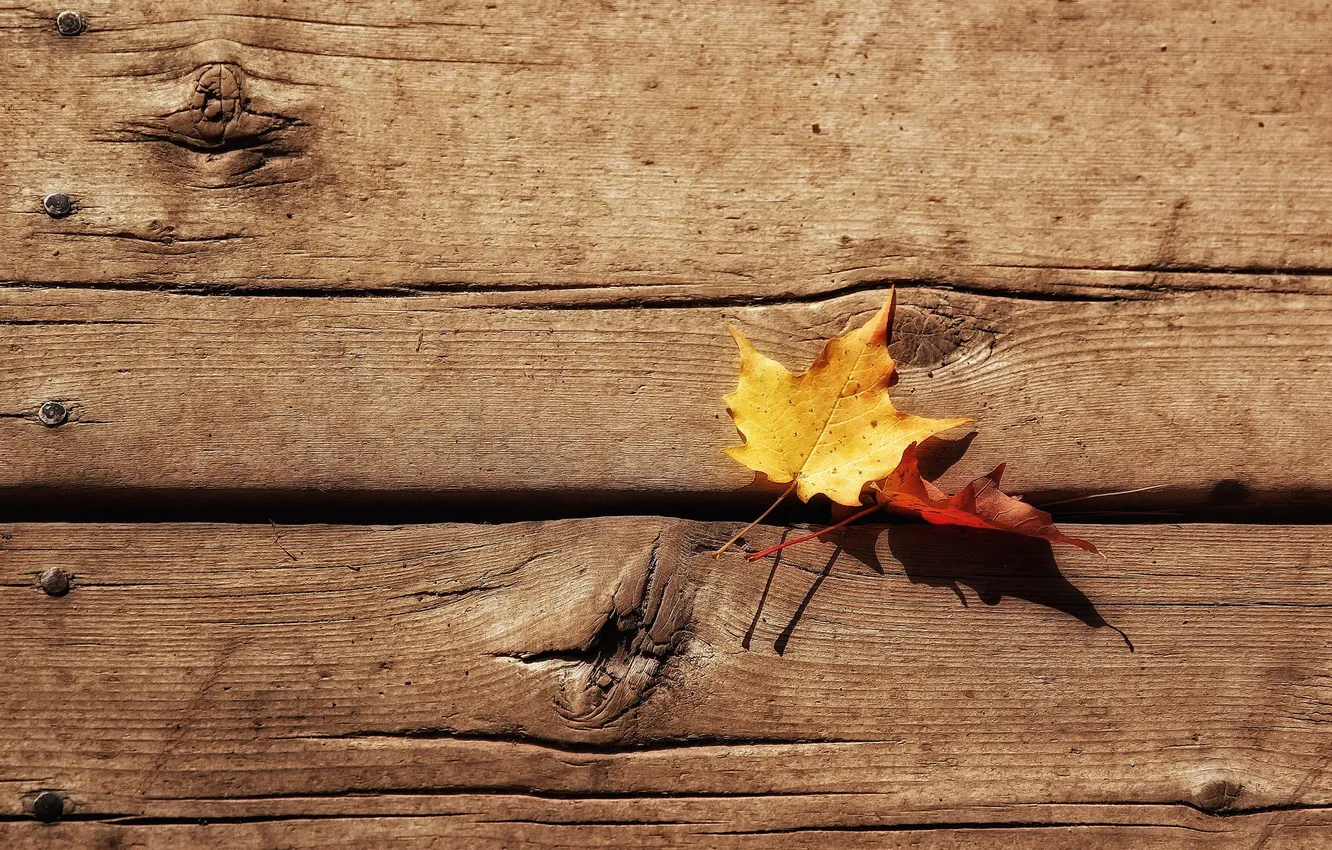 Photo wallpaper autumn, leaves, nature