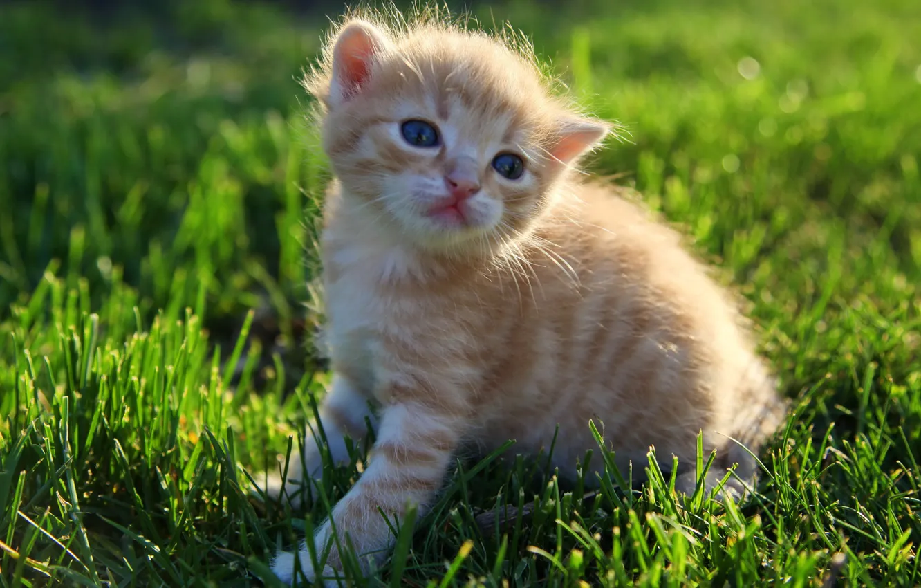Photo wallpaper grass, lawn, fluffy, red, kitty