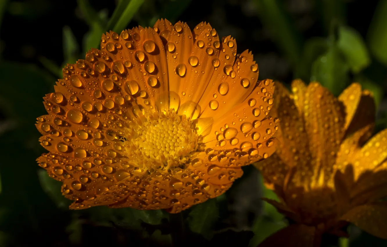 Photo wallpaper drops, macro, orange, calendula