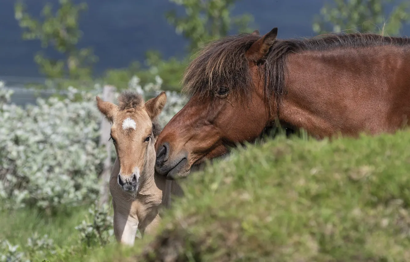 Photo wallpaper summer, grass, face, pose, horse, horse, baby, pair