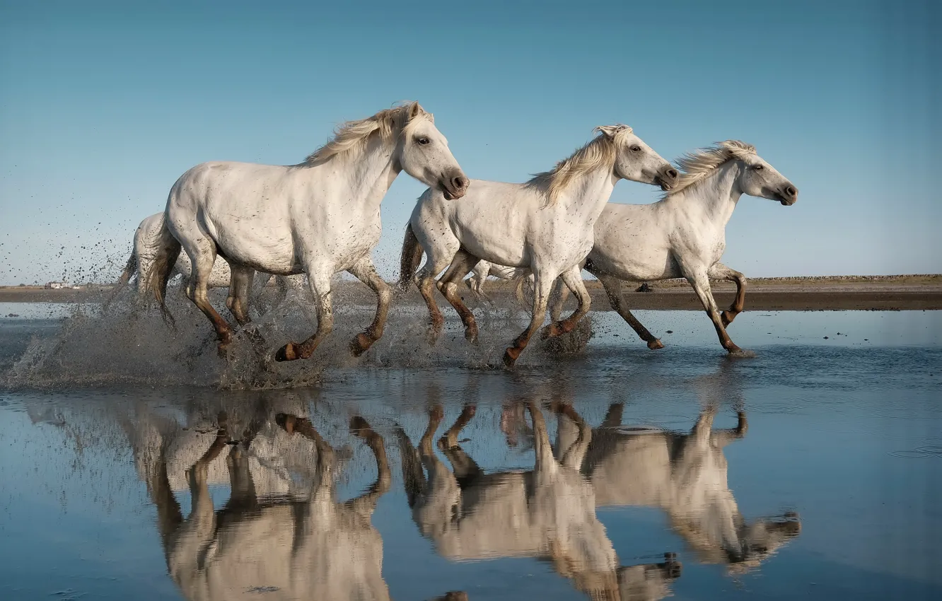 Photo wallpaper sea, horse, shore