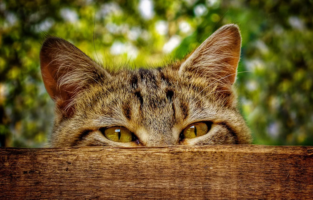 Photo wallpaper eyes, cat, the fence, in ambush, sly look