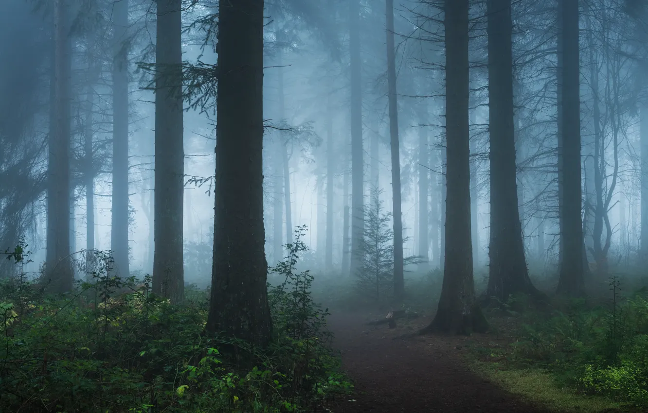 Photo wallpaper forest, trees, nature, fog, morning, haze, trunk, twilight