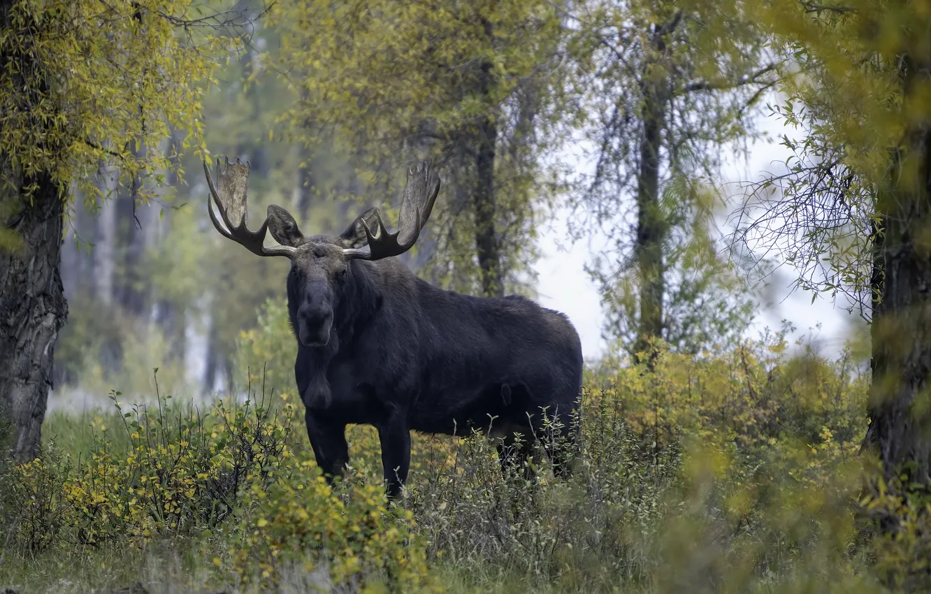 Photo wallpaper autumn, nature, moose