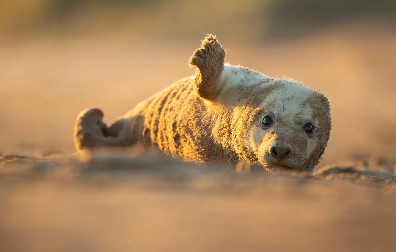Photo wallpaper look, pose, shore, seal, baby, cub, face, Navy seal