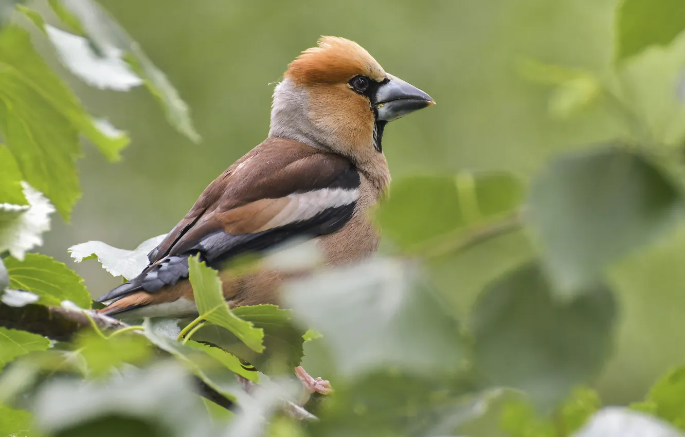 Photo wallpaper bird, foliage, bokeh, Grosbeak, Natalia Ekimova