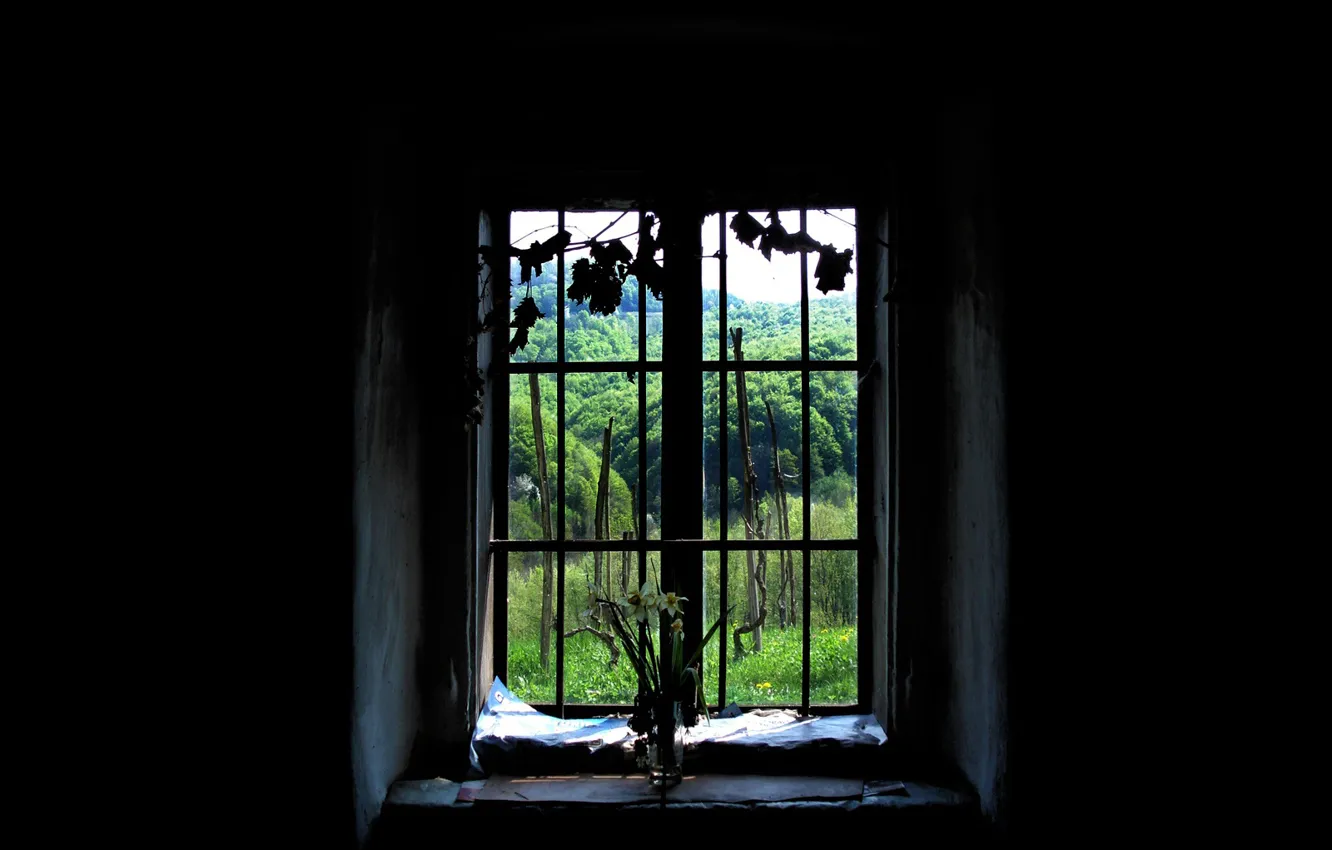 Photo wallpaper forest, window, black background