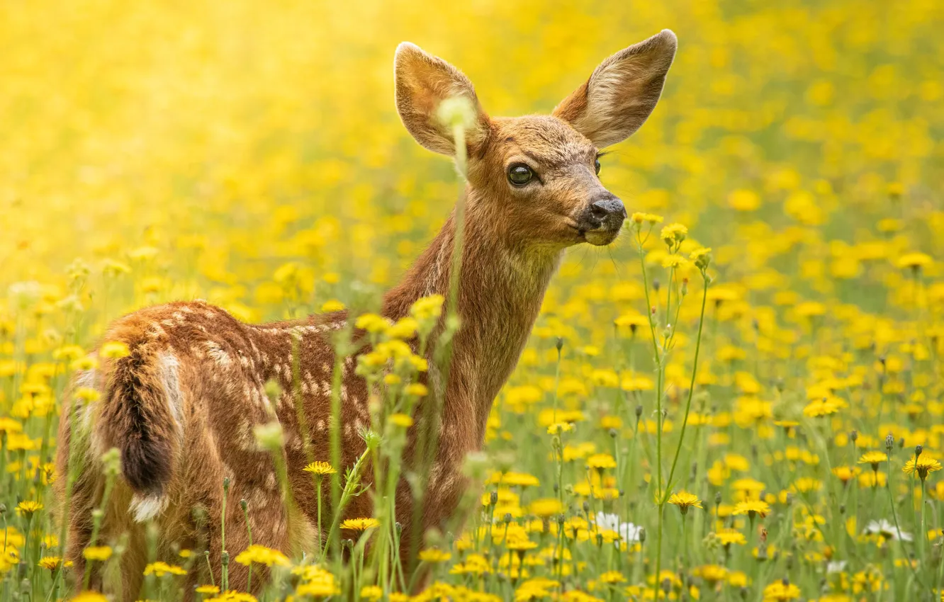Photo wallpaper summer, look, flowers, yellow, nature, glade, spring, deer
