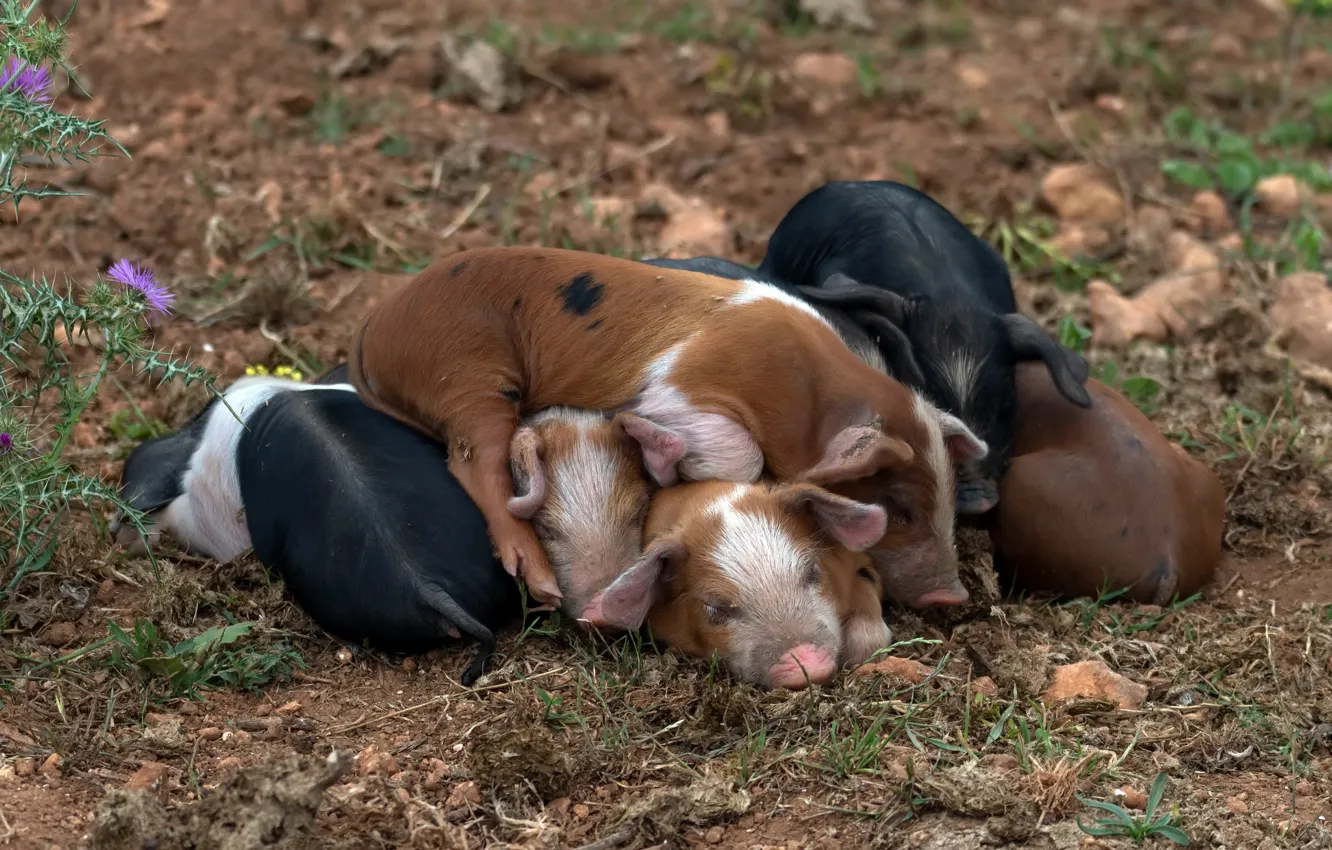 Photo wallpaper nature, background, pig