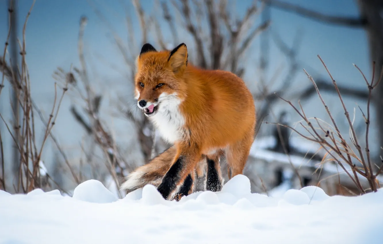 Photo wallpaper winter, snow, nature, animal, Fox, the bushes, Fox