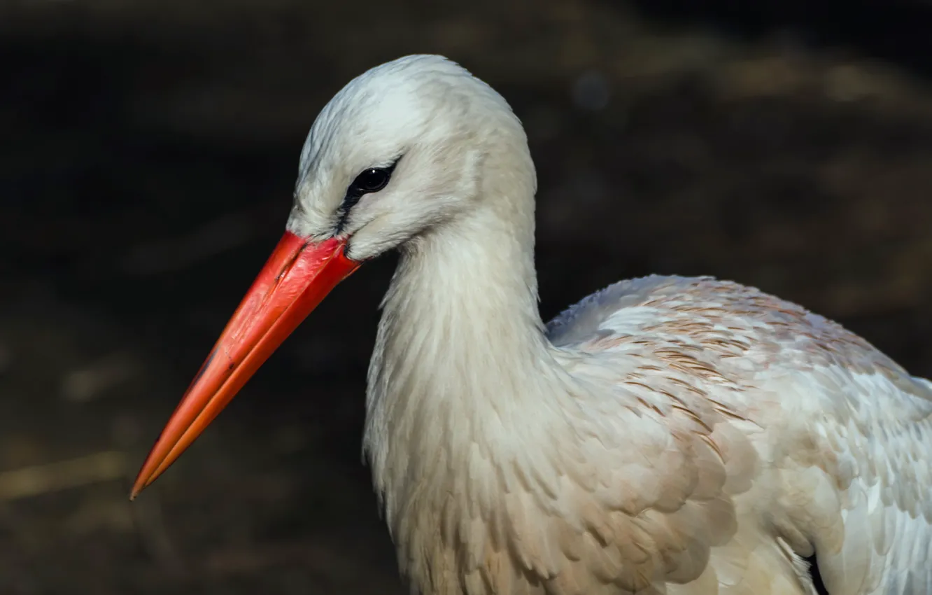 Photo wallpaper nature, bird, stork