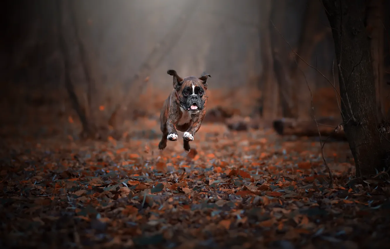 Photo wallpaper autumn, dog, running