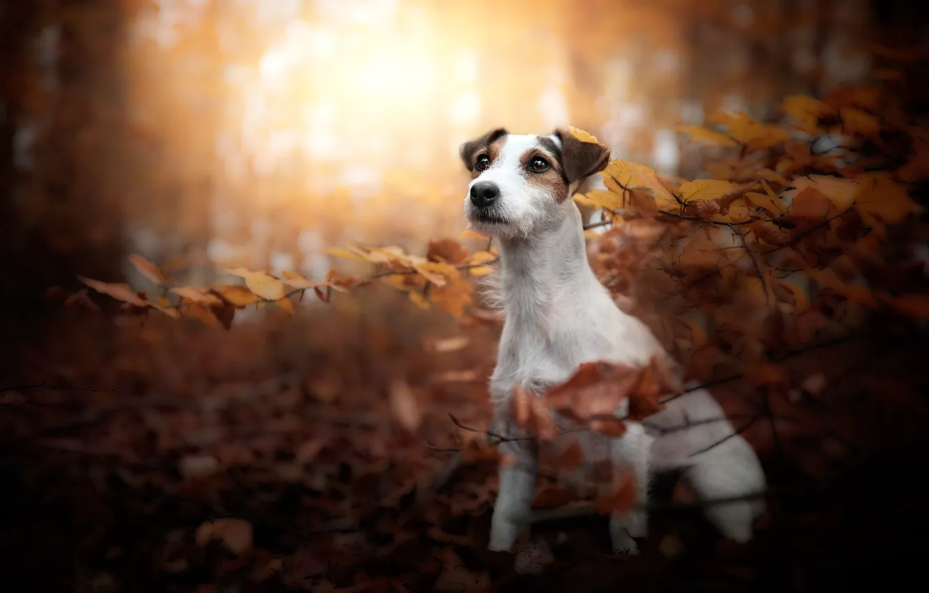 Photo wallpaper autumn, look, face, leaves, light, branches, nature, pose