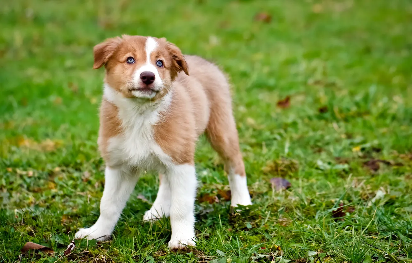 Photo wallpaper background, dog, puppy