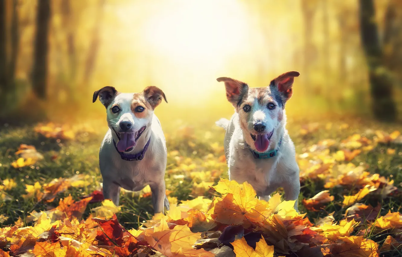Photo wallpaper autumn, Park, two, dog, pair