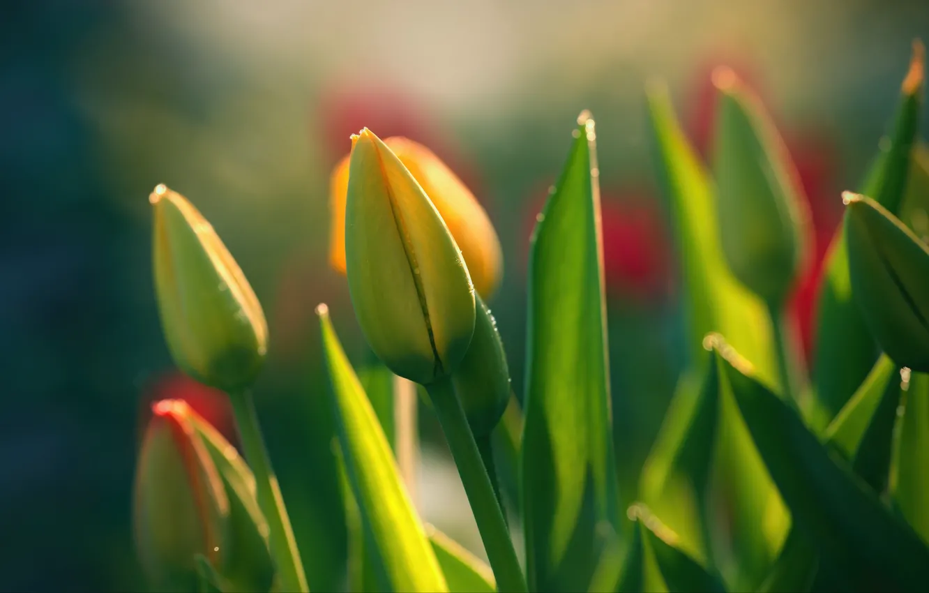 Photo wallpaper green, tulips, buds