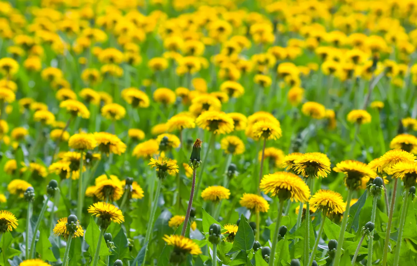 Photo wallpaper greens, field, flowers, glade, spring, yellow, meadow, dandelions