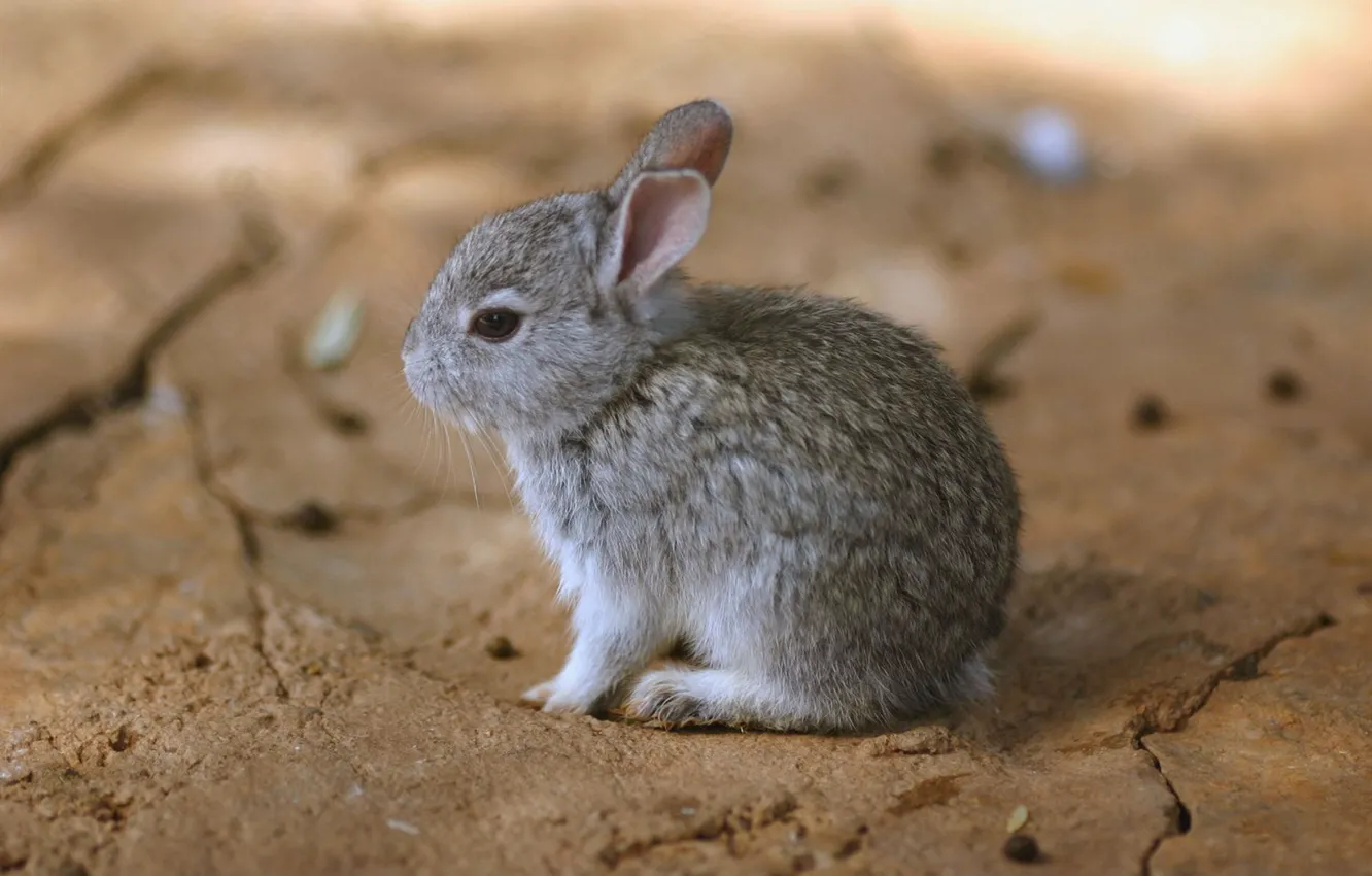 Photo wallpaper grey, earth, hare, blur