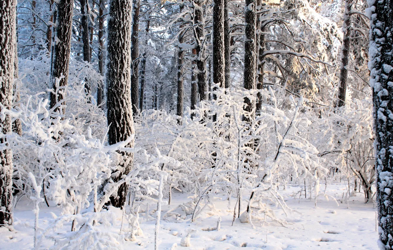 Photo wallpaper winter, forest, light, trees, day, the snow, the bushes