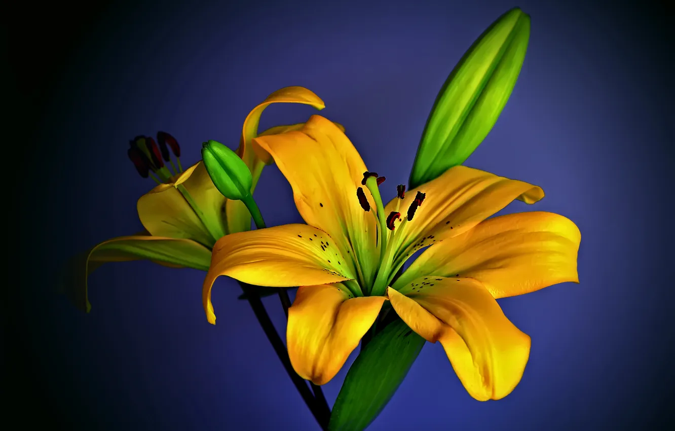 Photo wallpaper flowers, yellow, asiatic hybrid, lemongrass Lily