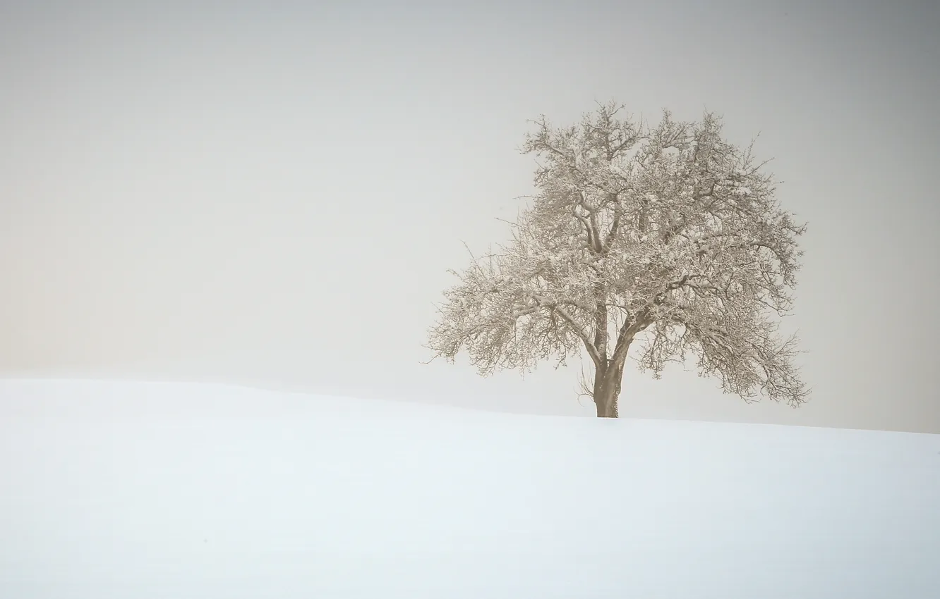 Photo wallpaper snow, fog, tree