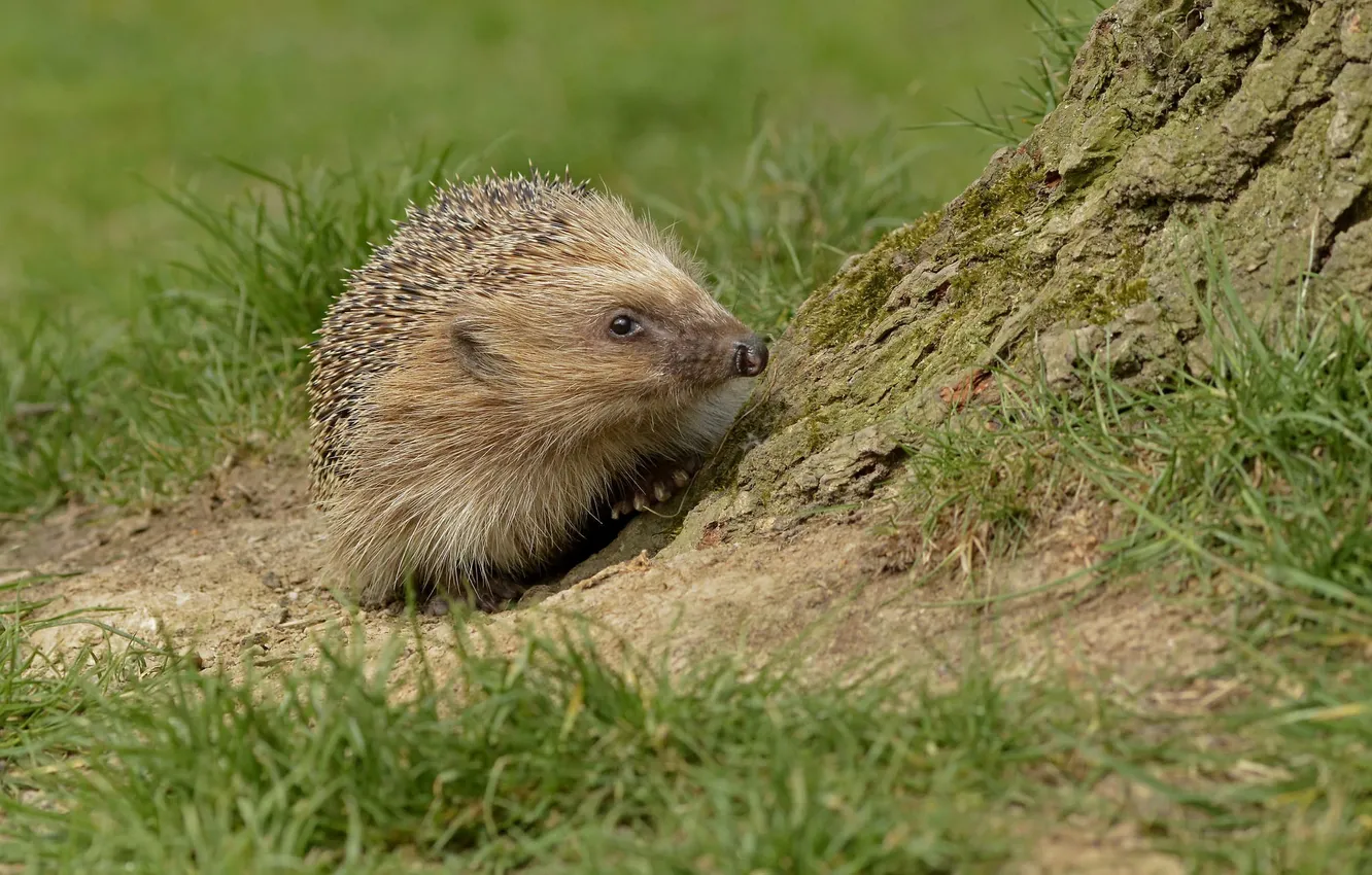 Photo wallpaper eyes, barb, muzzle, hedgehog