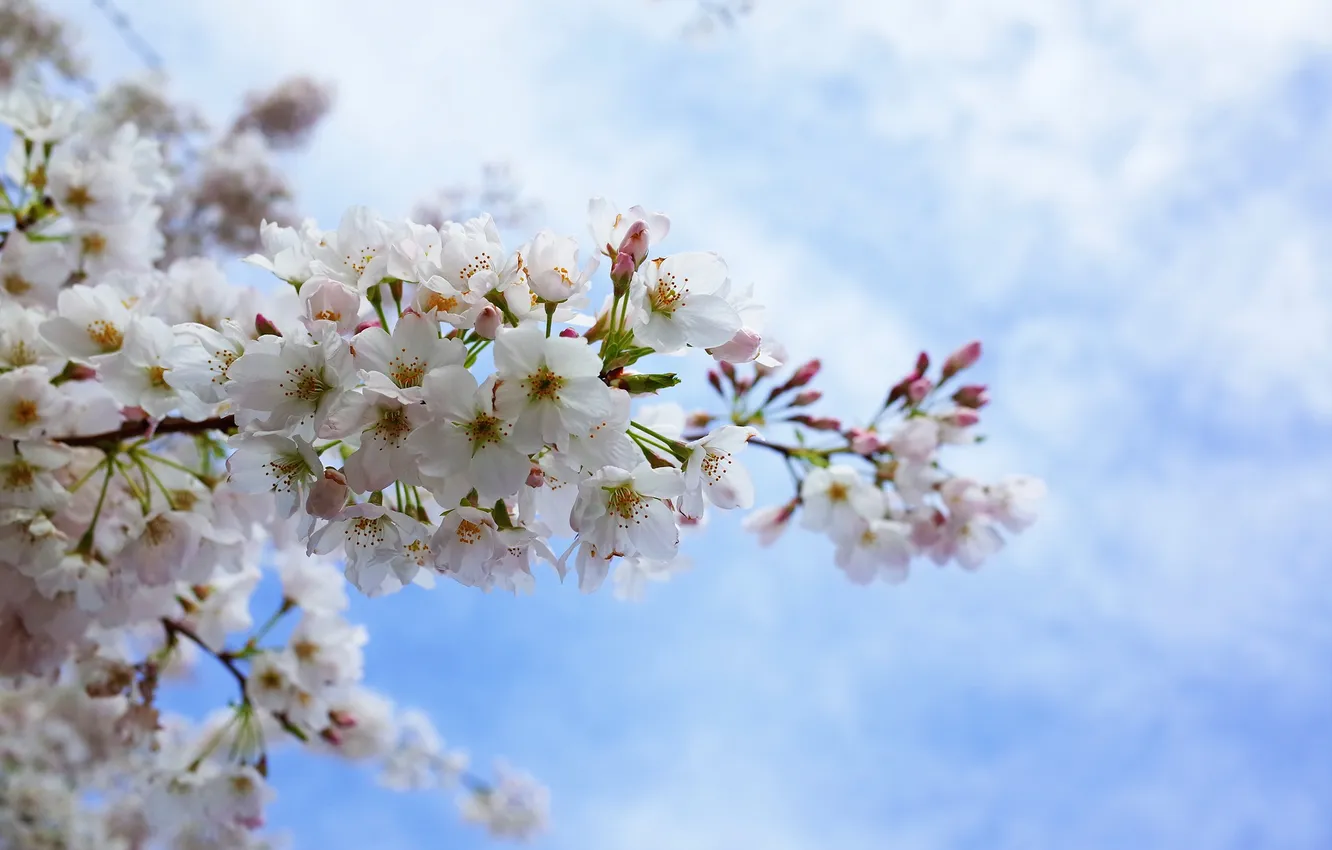 Photo wallpaper the sky, petals, Sakura, flowering