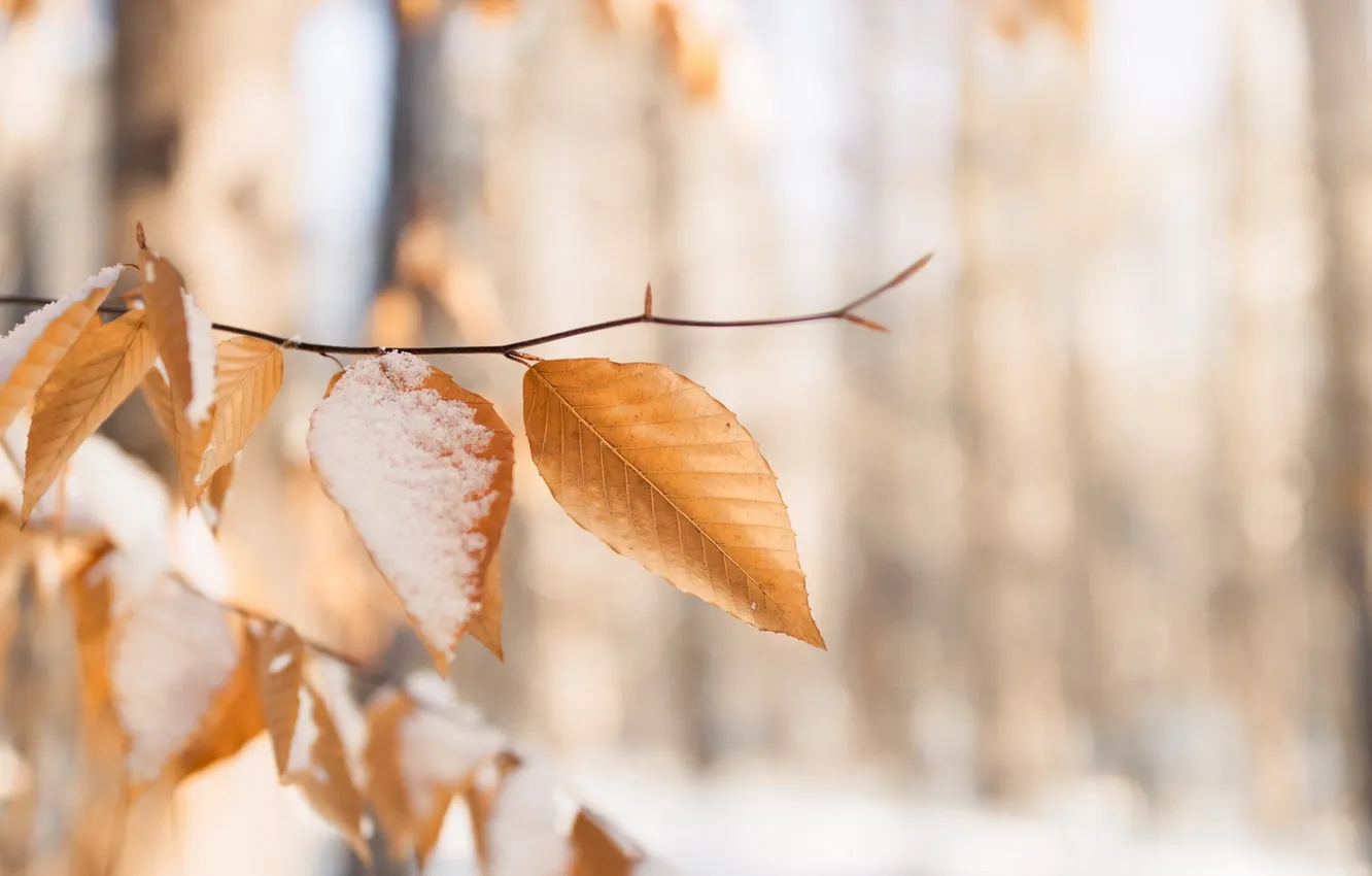 Photo wallpaper autumn, leaves, nature