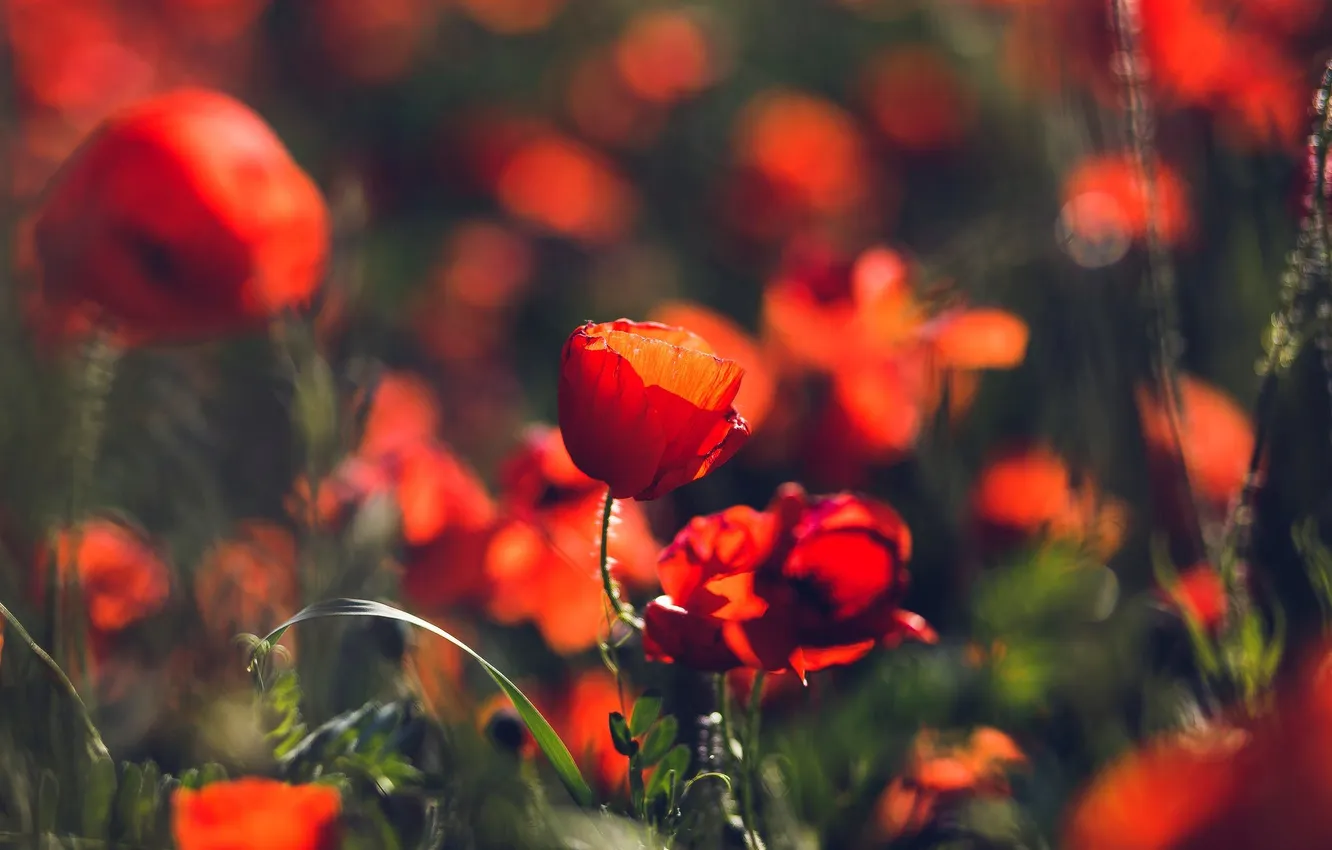 Photo wallpaper flowers, red, Maki, a lot