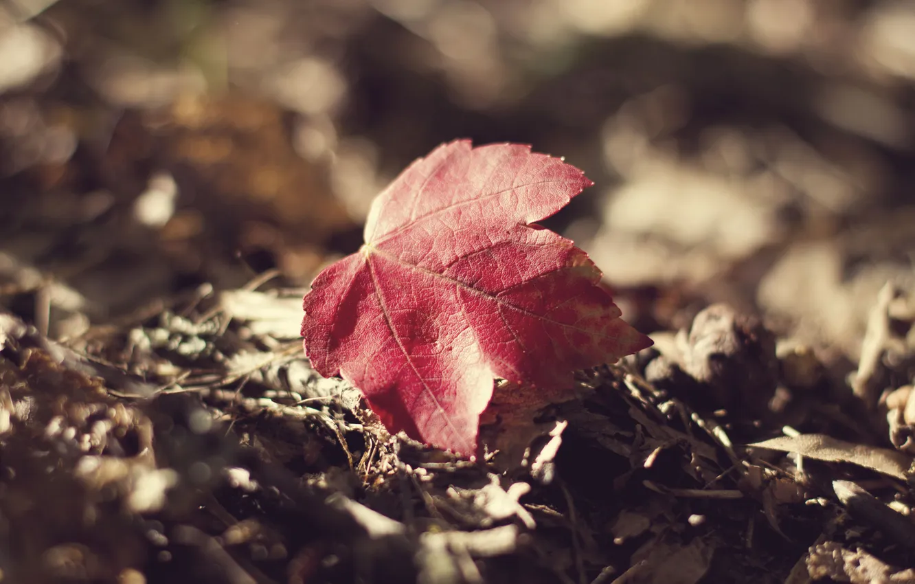Photo wallpaper autumn, leaves, macro