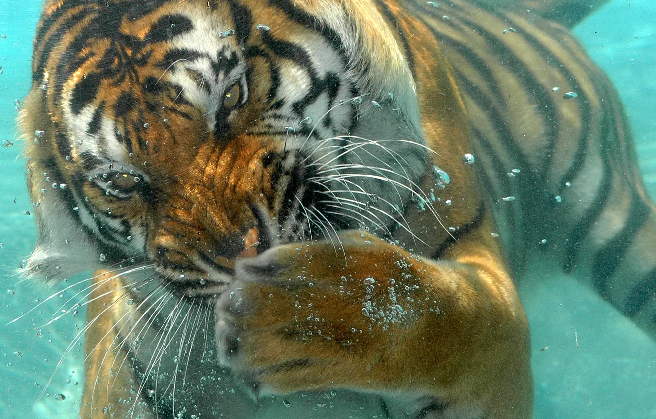 Photo wallpaper tiger, the ocean, striped, under water, predator.