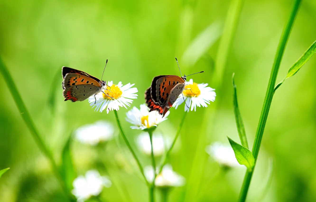 Photo wallpaper grass, flowers, butterfly, two, chamomile, white