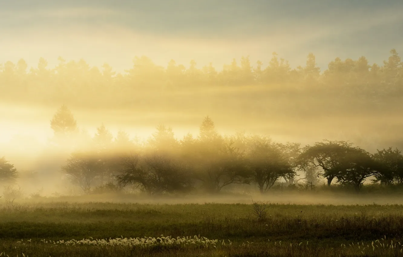 Photo wallpaper landscape, nature, fog, morning